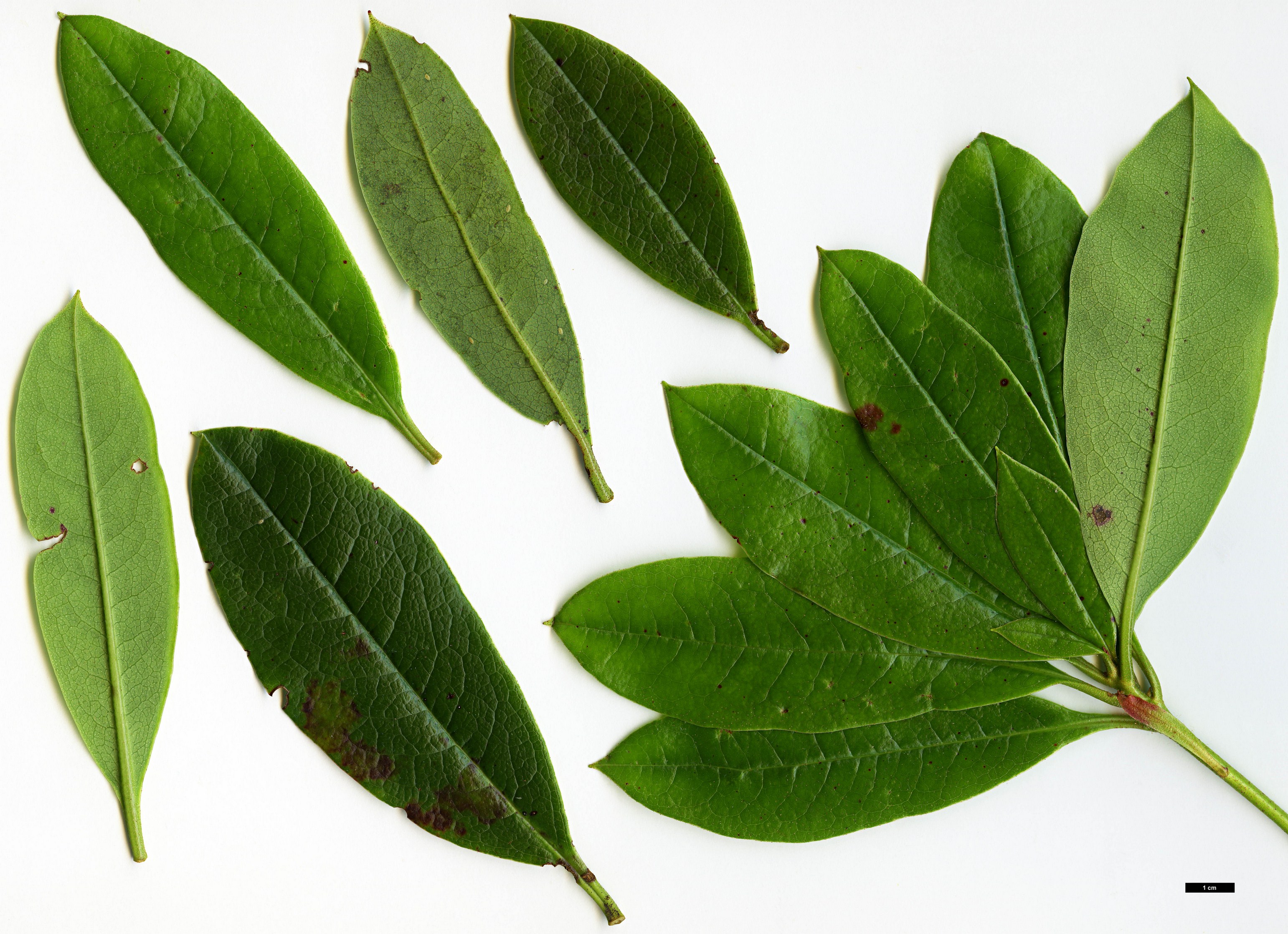 High resolution image: Family: Ericaceae - Genus: Rhododendron - Taxon: dendricola